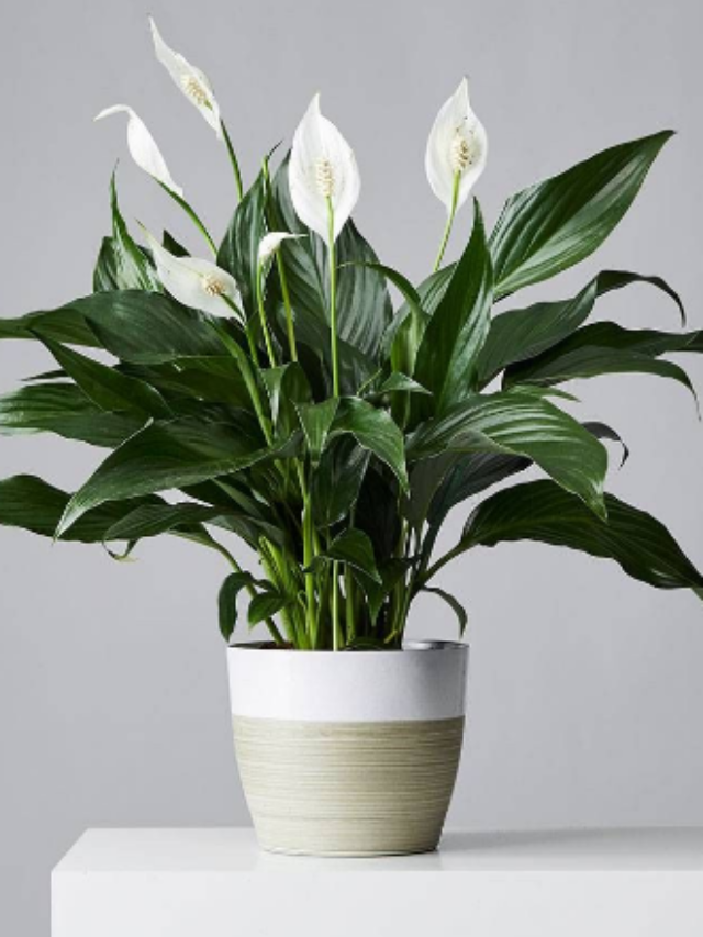 Discover Nature's Air Purifiers: Top 10 Indoor Plants